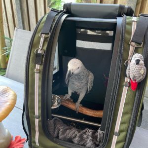 Read more about the article Are there any ongoing costs associated with owning an African Grey parrot?