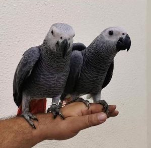 Read more about the article How much do African grey parrots cost to Buy?