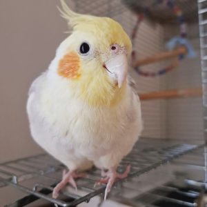 Tamed cockatiels for sale near me