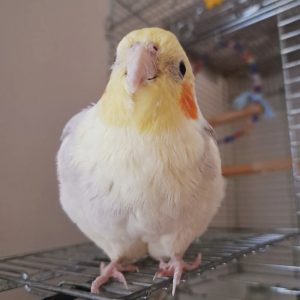 Tamed cockatiels for sale near me