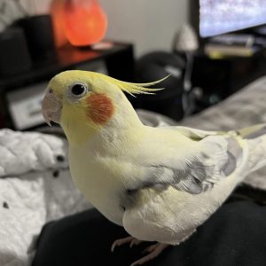 Cheap cockatiels for sale