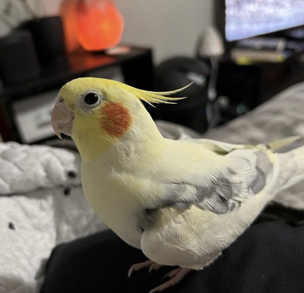 Cheap cockatiels for sale