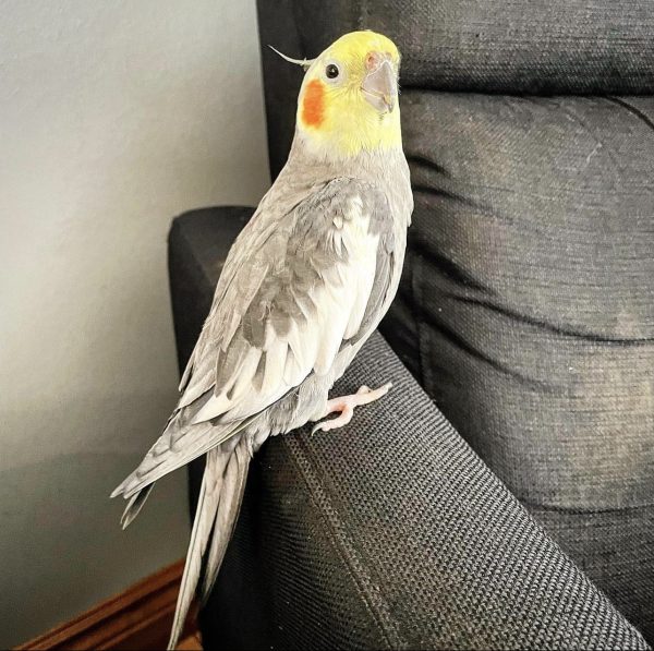 Hand fed cockatiel for sale