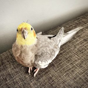 Hand fed cockatiel for sale