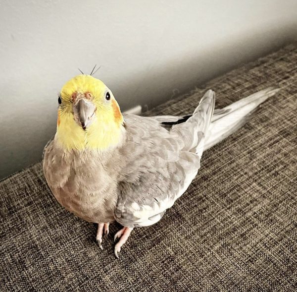 Hand fed cockatiel for sale