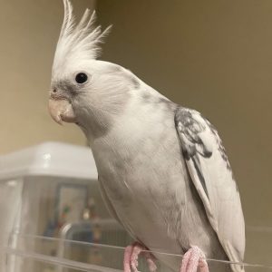Cockatiel for sale by owner