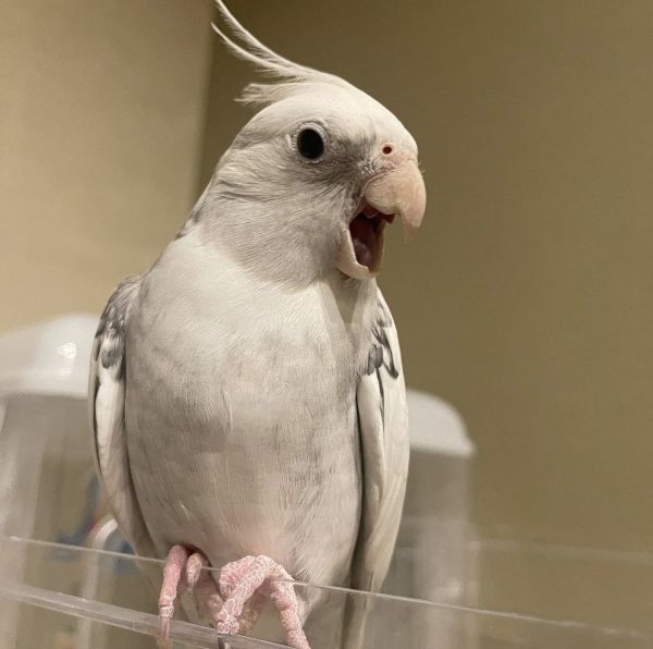 Cockatiel for sale by owner