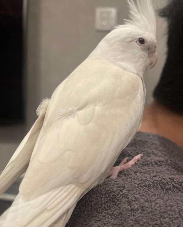 Cockatiels for sale craigslist