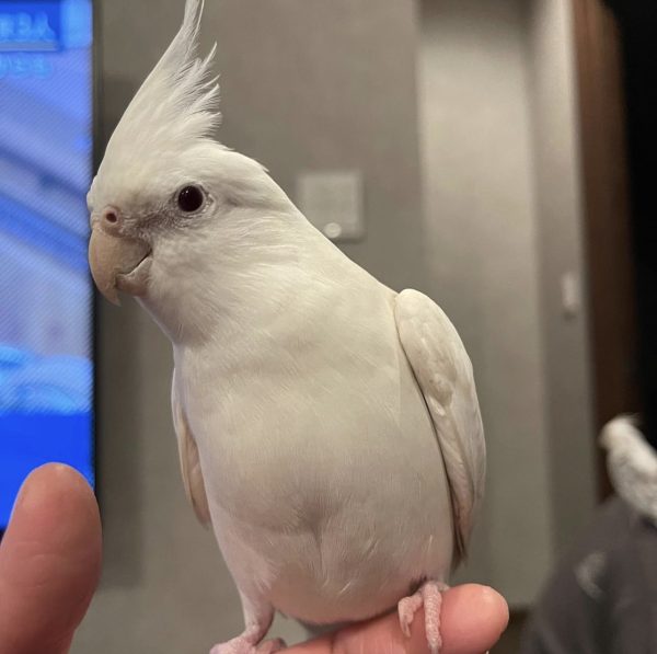 Cockatiels for sale craigslist