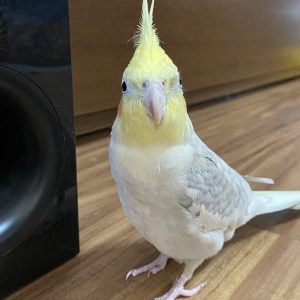 Female cockatiel for sale