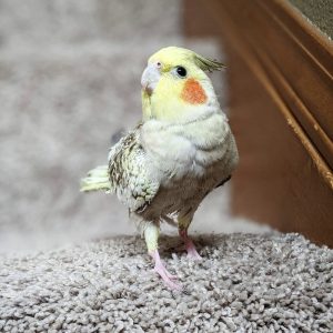 Baby cockatiel for sale