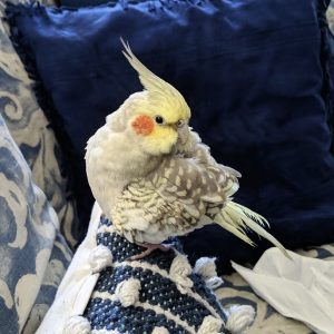 Baby cockatiel for sale