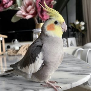 Cockatiel bird for sale