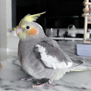 Cockatiel bird for sale