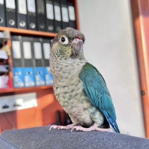 Green cheeked conure for sale