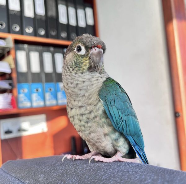 Green cheeked conure for sale