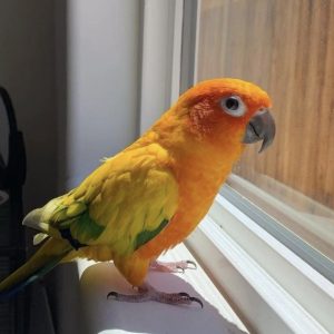 Golden conure for sale
