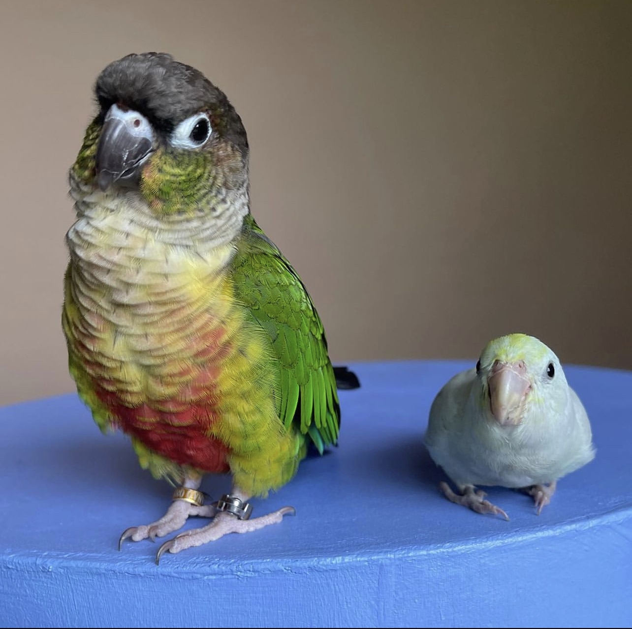 Conure parrot for sale
