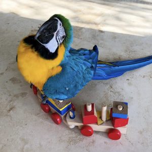 Macaws parrots for sale