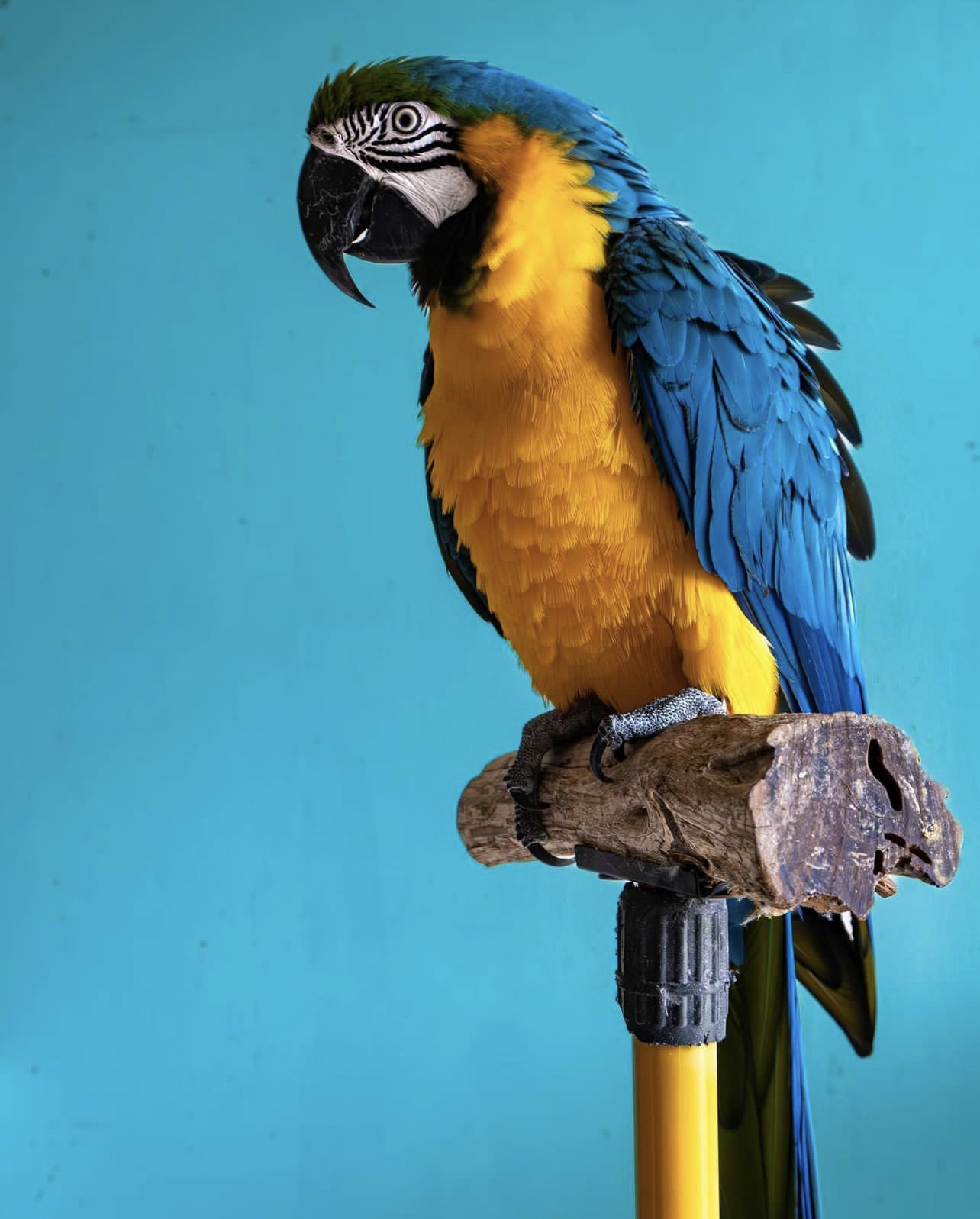 Green wing macaw for sale