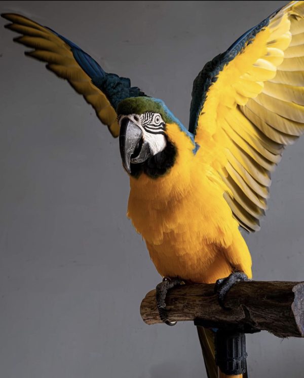 Green wing macaw for sale