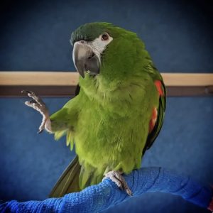 Hahns macaw for sale
