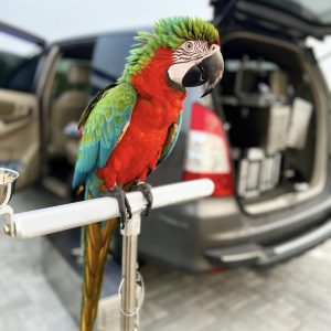 Purple macaw for sale