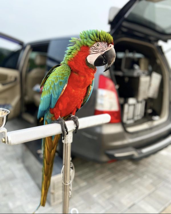 Purple macaw for sale