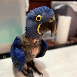 Baby macaws for sale