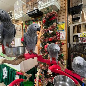 African Grey Parrots For Sale Near Me