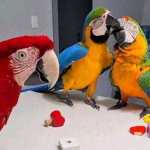 MACAW PARROTS|UNITED STATES
