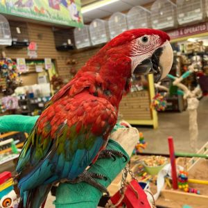 Macaw for sale
