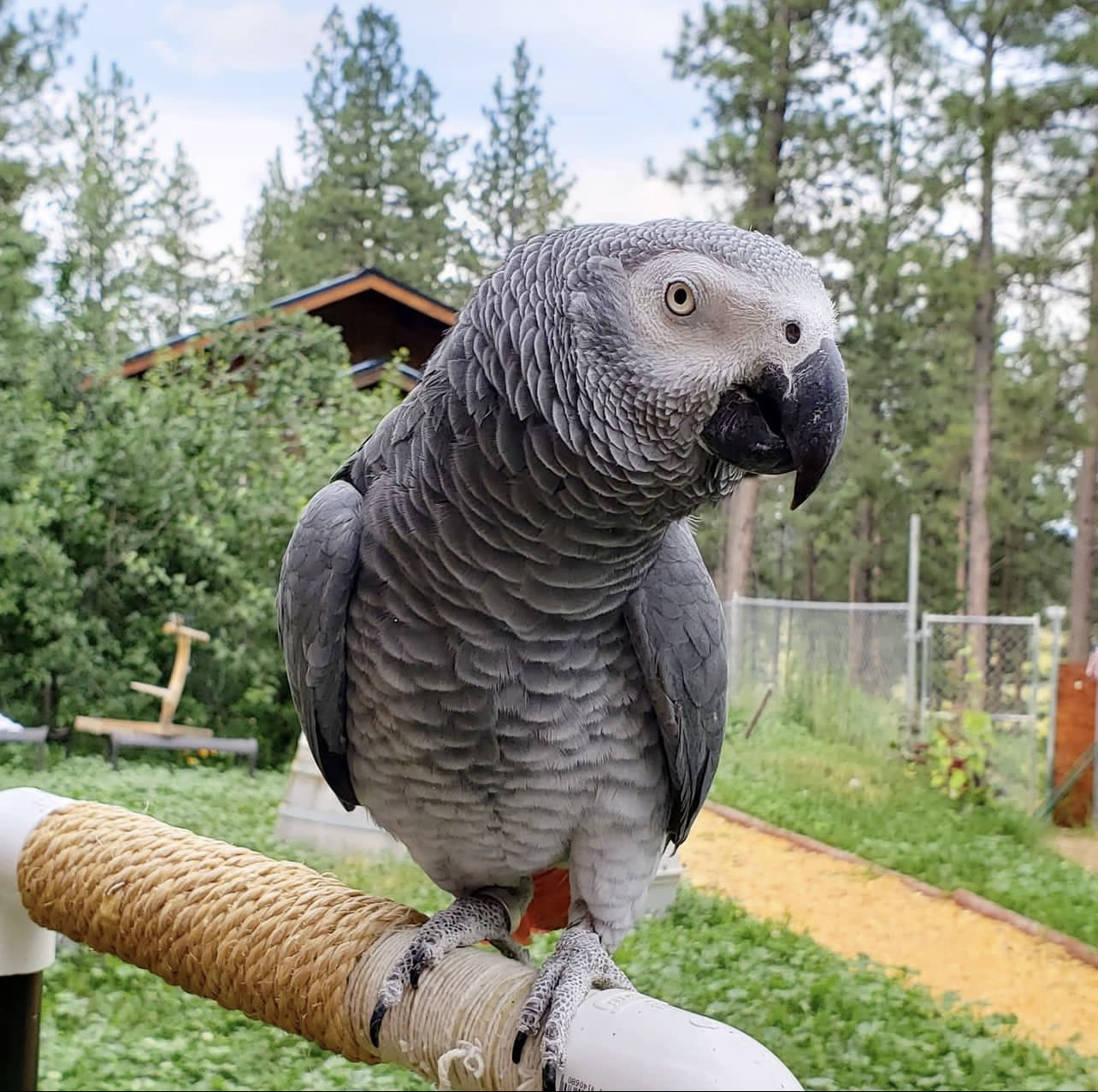 You are currently viewing Difference between the timneh African grey vs congo: A Comparison of Two Remarkable Parrots