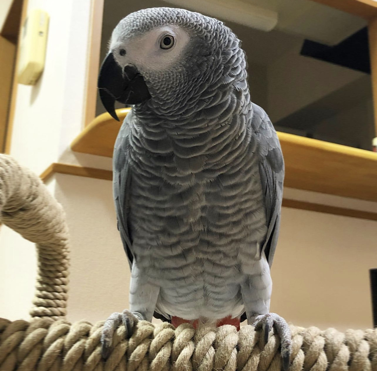 Read more about the article How big do African Grey parrots grow?