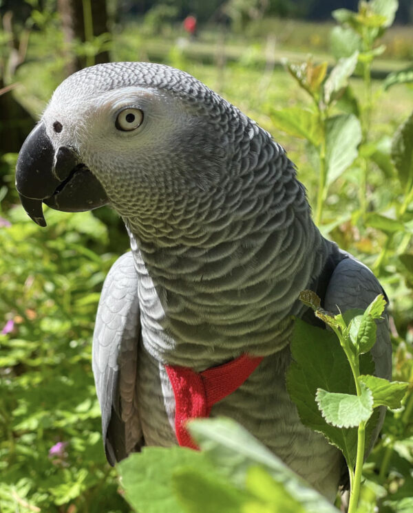 Gray African Parrot for sale/African grey food