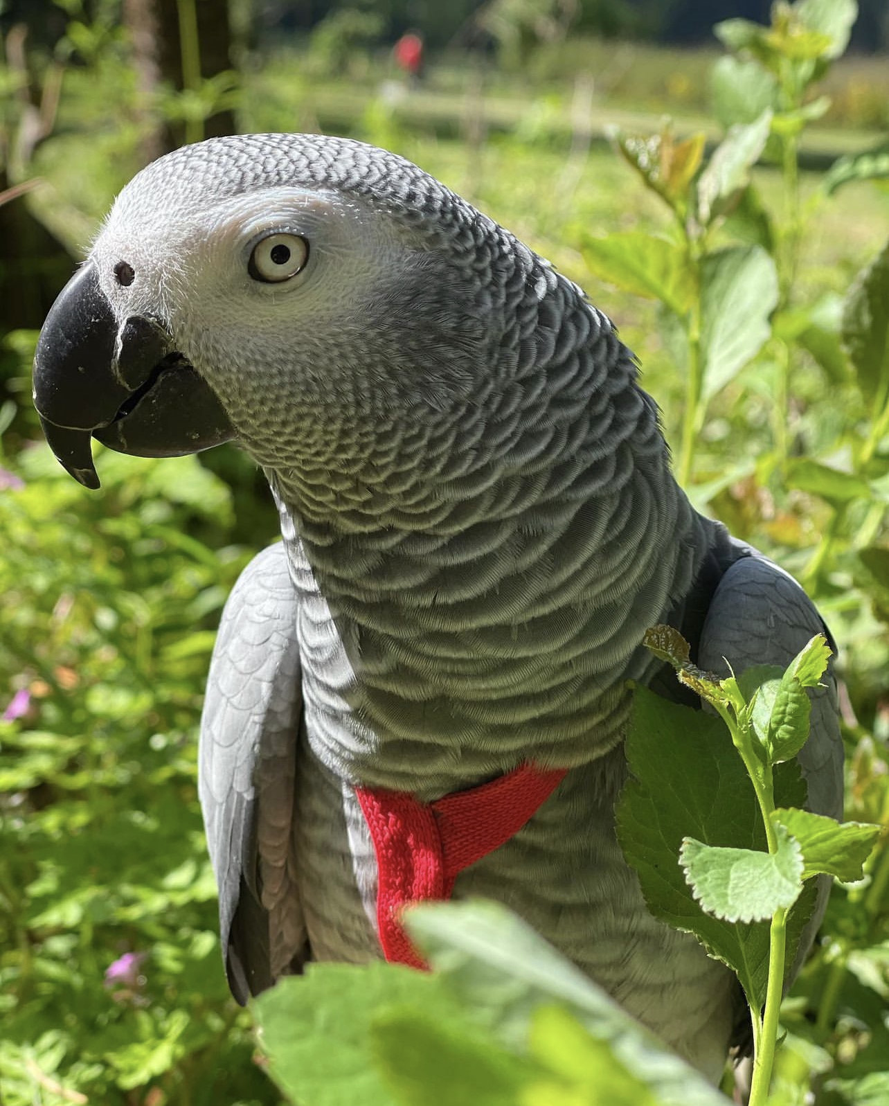 You are currently viewing What do African Grey parrots eat?