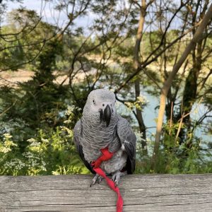 African grey parrot for adoption
