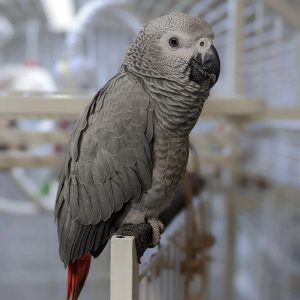Craigslist birds for sale