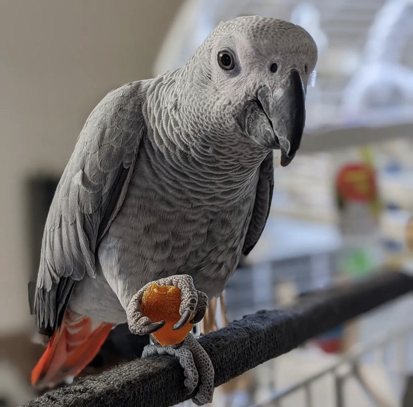 Parrots for sale by owner
