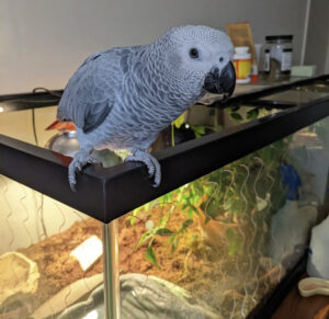 Read more about the article What is the lifespan of an African Grey parrot?