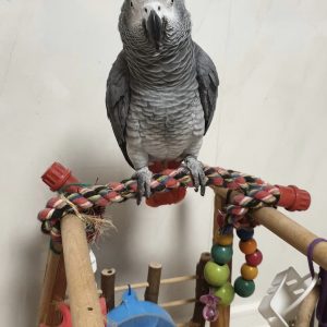 Parrots that talk for sale