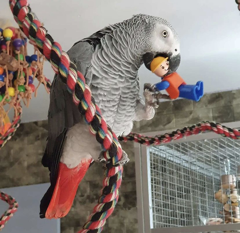 Craigslist parrots for sale