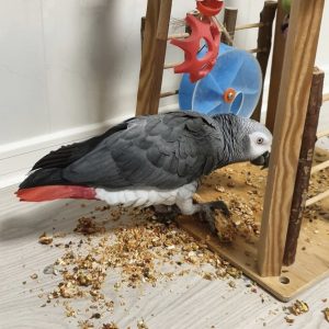 Parrots that talk for sale