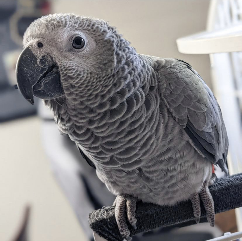 Congo african greys for sale