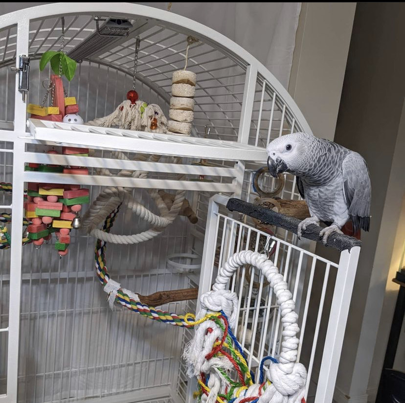African grey parrot babies for sale