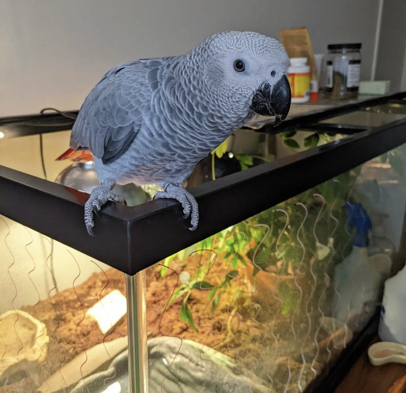 You are currently viewing What is the lifespan of an African Grey parrot?