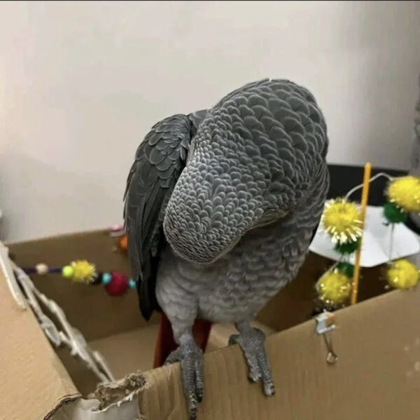 Grey parrot for sale/African Grey parrot for sale