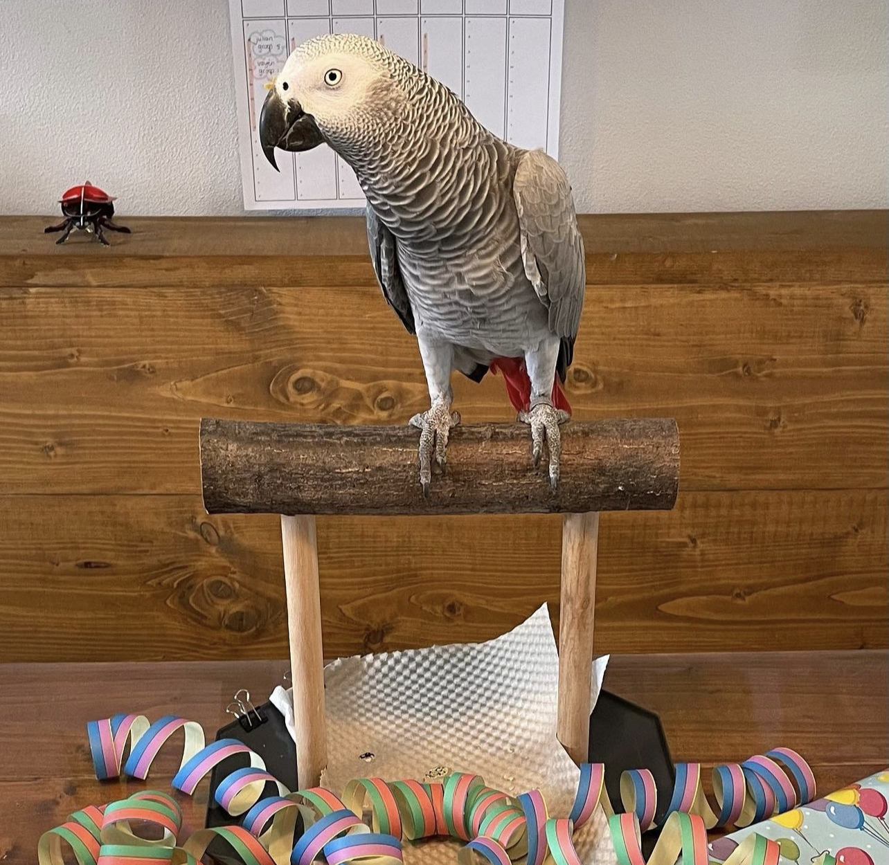 Grey African Parrot for sale/African Gray Parrots for sale