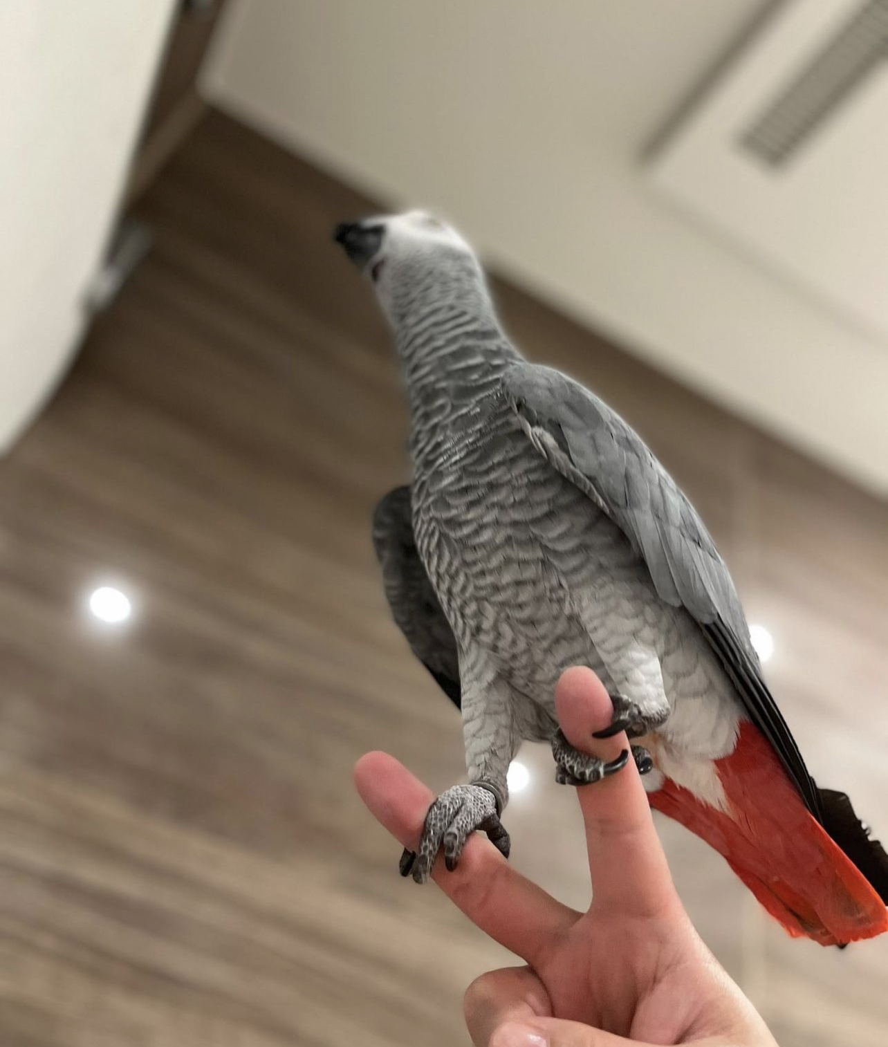 African grey for sale near me/African Grey Parrots for sale