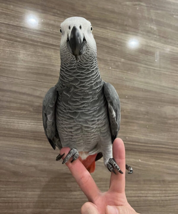 African grey for sale/African Grey Parrots for sale